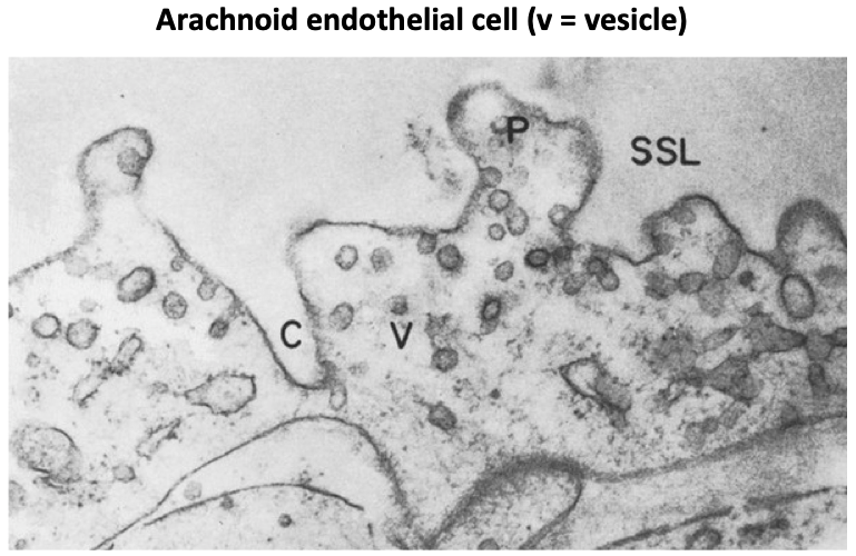 4/Endothelial cells associated w/ the arachnoid granulations form part of the blood brain barrier.CSF returns to the blood across this barrier by way of transport in large intracellular vacuoles and smaller vesicles.We'll return to these soon. https://pubmed.ncbi.nlm.nih.gov/5825610/ 