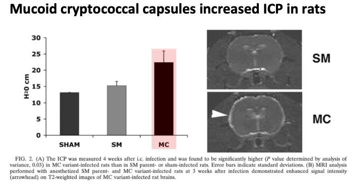 14/First, animal:In rats infected w/ different strains of cryptococcus, only strains w/ a mucoid (vs smooth) capsule had  ICP.The authors theorized that  viscosity of the mucoid capsule blocked CSF transport at the arachnoid granulations. https://pubmed.ncbi.nlm.nih.gov/15731079/ 
