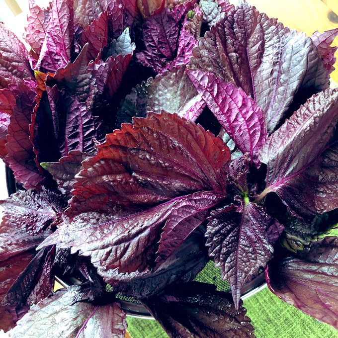 てづくり紫蘇ジュースのtwitterイラスト検索結果