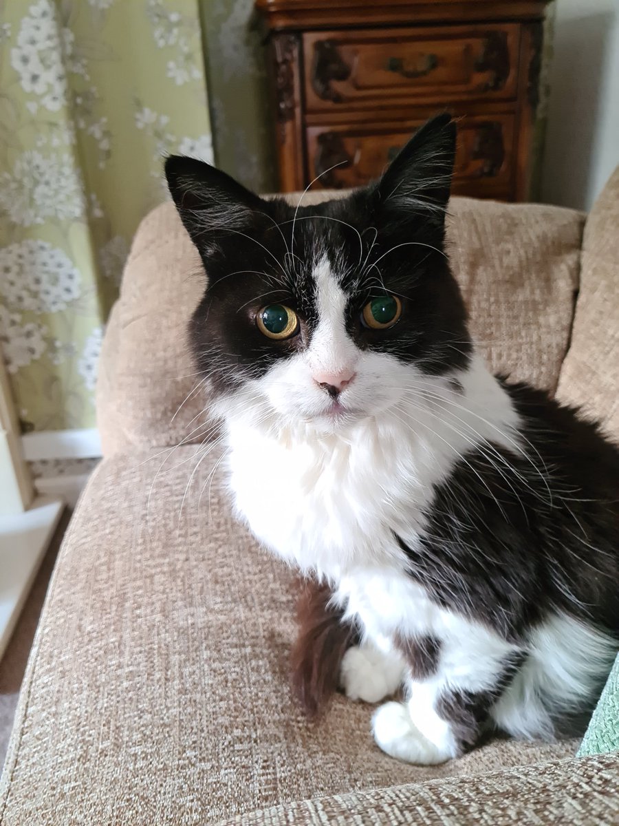 He's had his flea treatment. He's livid!