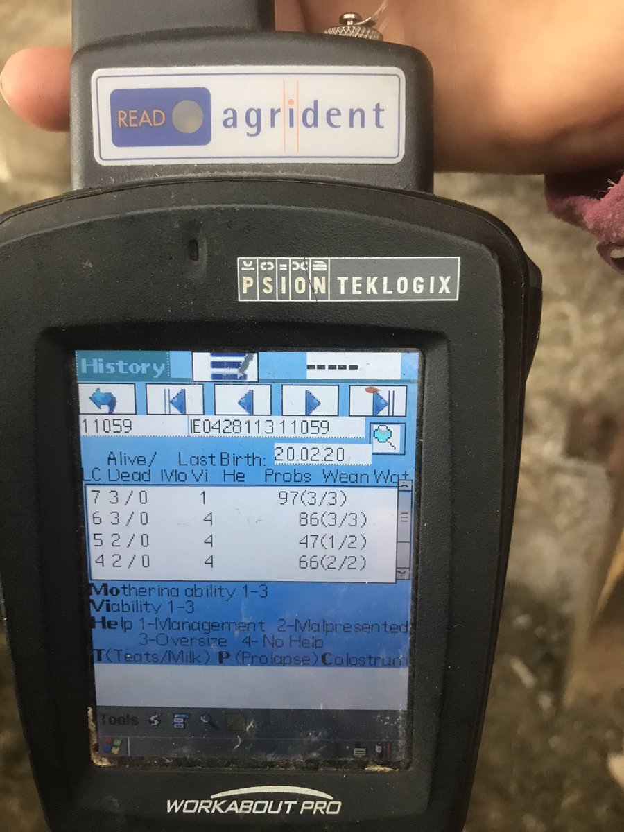 Chapelizodfarm's tweet photo. 3 Easycare ewes off on retirement duty to Graze a friends Horse paddock. Combined Total output of 43 lambs. @tgmsoftware  #Easycaresheep https://t.co/iBJkan9rWx