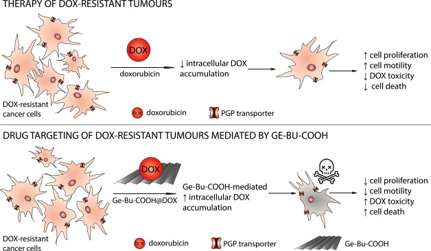 PumeraGroup's tweet photo. #2D #Germanane Derivative as a Vector for Overcoming #Doxorubicin Resistance in #Cancer Cells - our latest contribution to #Nanomedicine; by @FojtuMichaela in collaboration with @Biochemik2204 @MasarykUni; @VSCHT @CEITEC_Brno @VUTvBrne @ceskojenano https://t.co/vZLffgv79e https://t.co/KQ4JFUhNCo