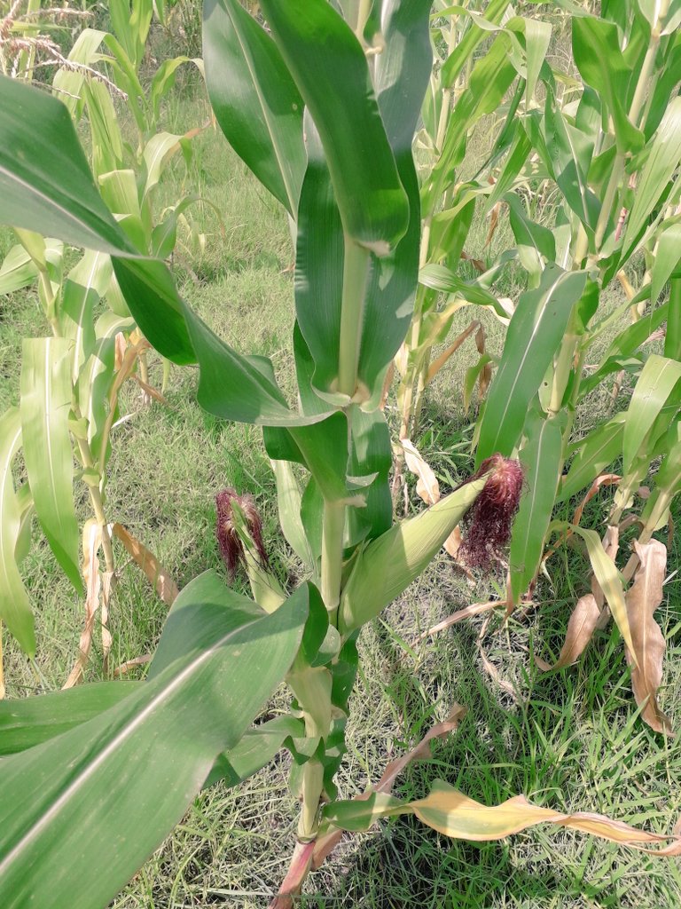 VertBio's tweet photo. Bientôt la récolte!!!! #CCA #SemencesHybridesZP758 #RendementsÉlevés #AgricultureConsciente https://t.co/If72uwjqct