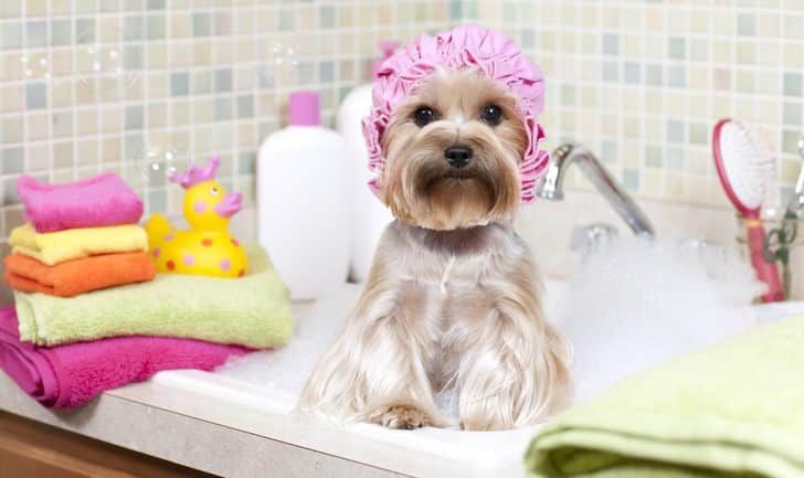 HomePetsVE's tweet image. Pasos para bañar a un #cachorro menor de 3 meses  buff.ly/2wiApsz