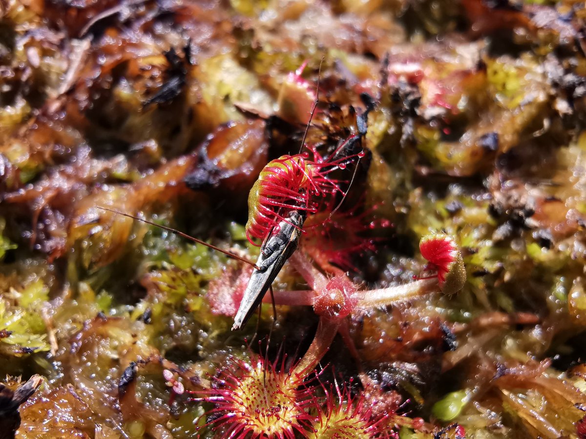 tomwardplz's tweet photo. Drosera rotundifolia with its prize catch at Fenn's & Whixall mosses raised bog #wildflowerhour #ukbotany @BSBIbotany @ShropBotany @WildlifeTrust @wildflower_hour @joshual951 #drosera https://t.co/lcz64W1yoA