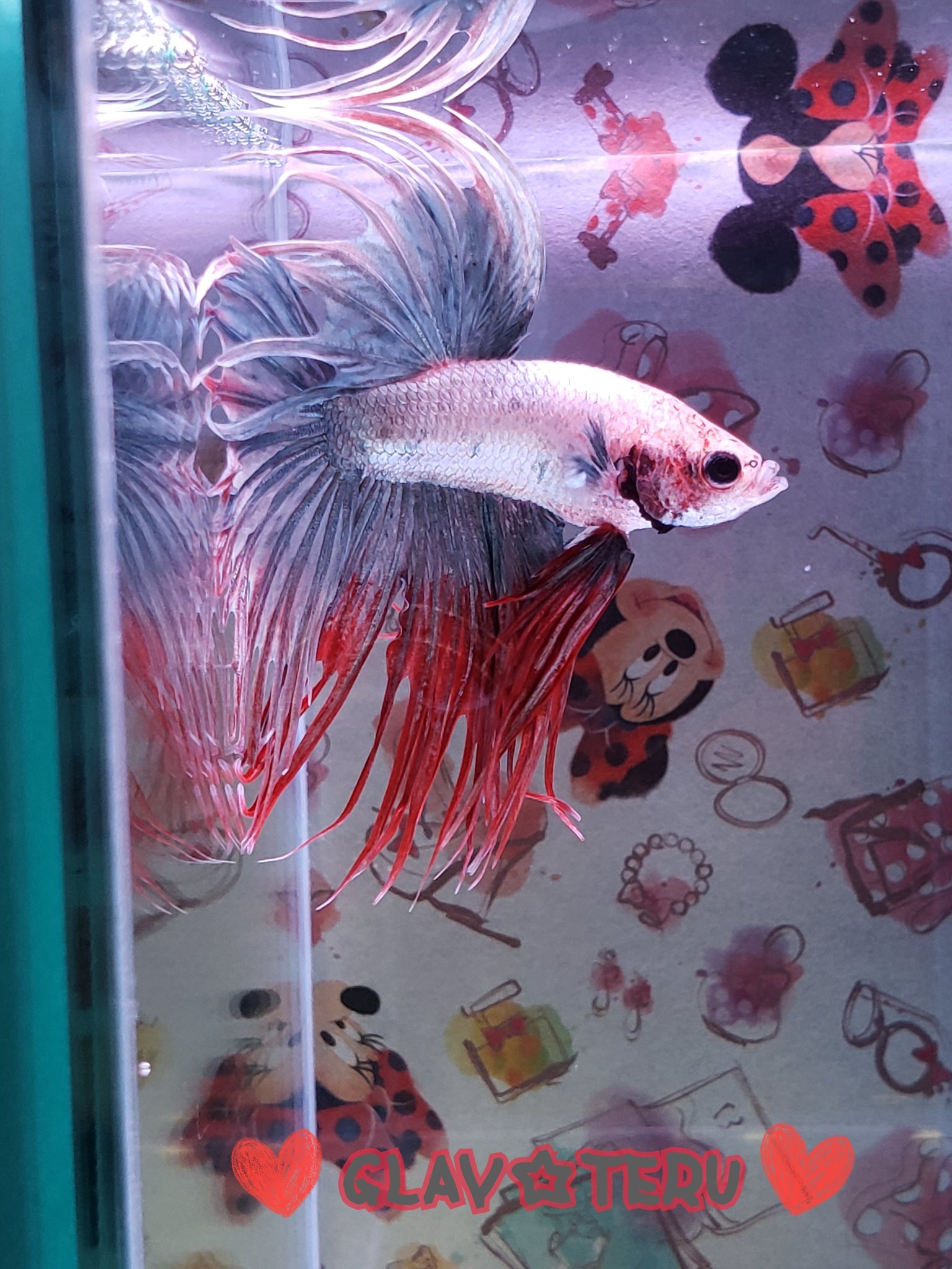 Raia グレー レッドのクラウンテール Bettafish Aquarium ベタ ベタ水槽 ベタ飼育 アクアリウム ハーフムーンベタ ジャイアントベタ プラカットベタ クラウンテールベタ ダンボ ハーフムーンダンボ ハーフムーン ジャイアントプラカット