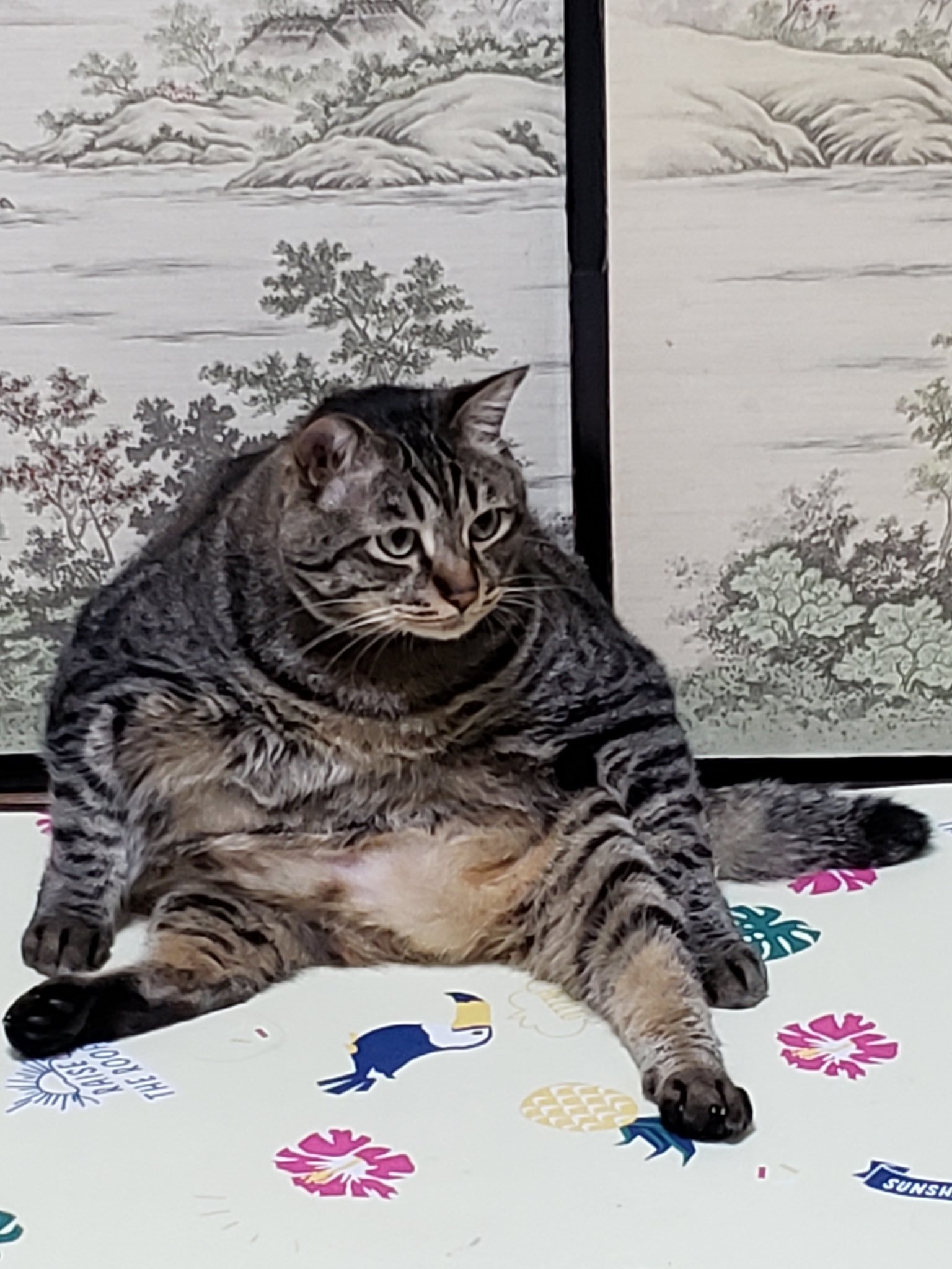 ぽっちゃり猫 Twitter Search Twitter