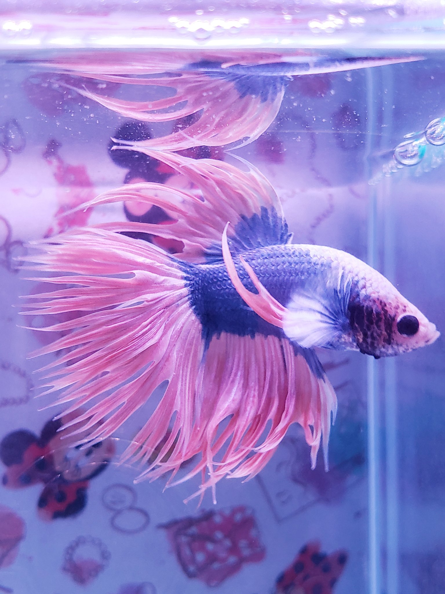 Raia オレンジ Blueクラウンテール Bettafish Aquarium ベタ ベタ水槽 ベタ飼育 アクアリウム レイアウト水槽 ボトルアクア ハーフムーンベタ ジャイアントベタ プラカットベタ クラウンテールベタ ダンボ ハーフムーンダンボ ハーフムーン