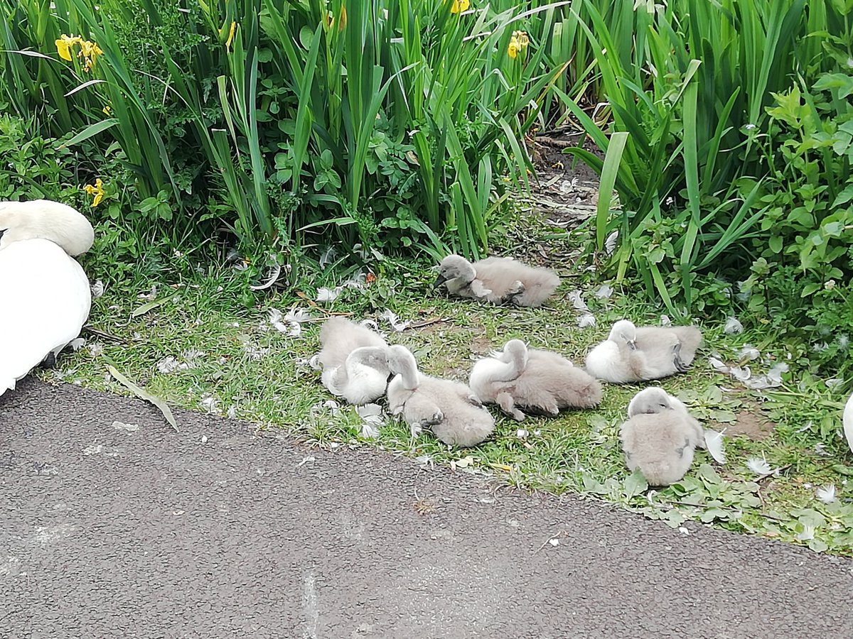 The sygnets are out in force by the duck pond next to Gartnavel Hospital.