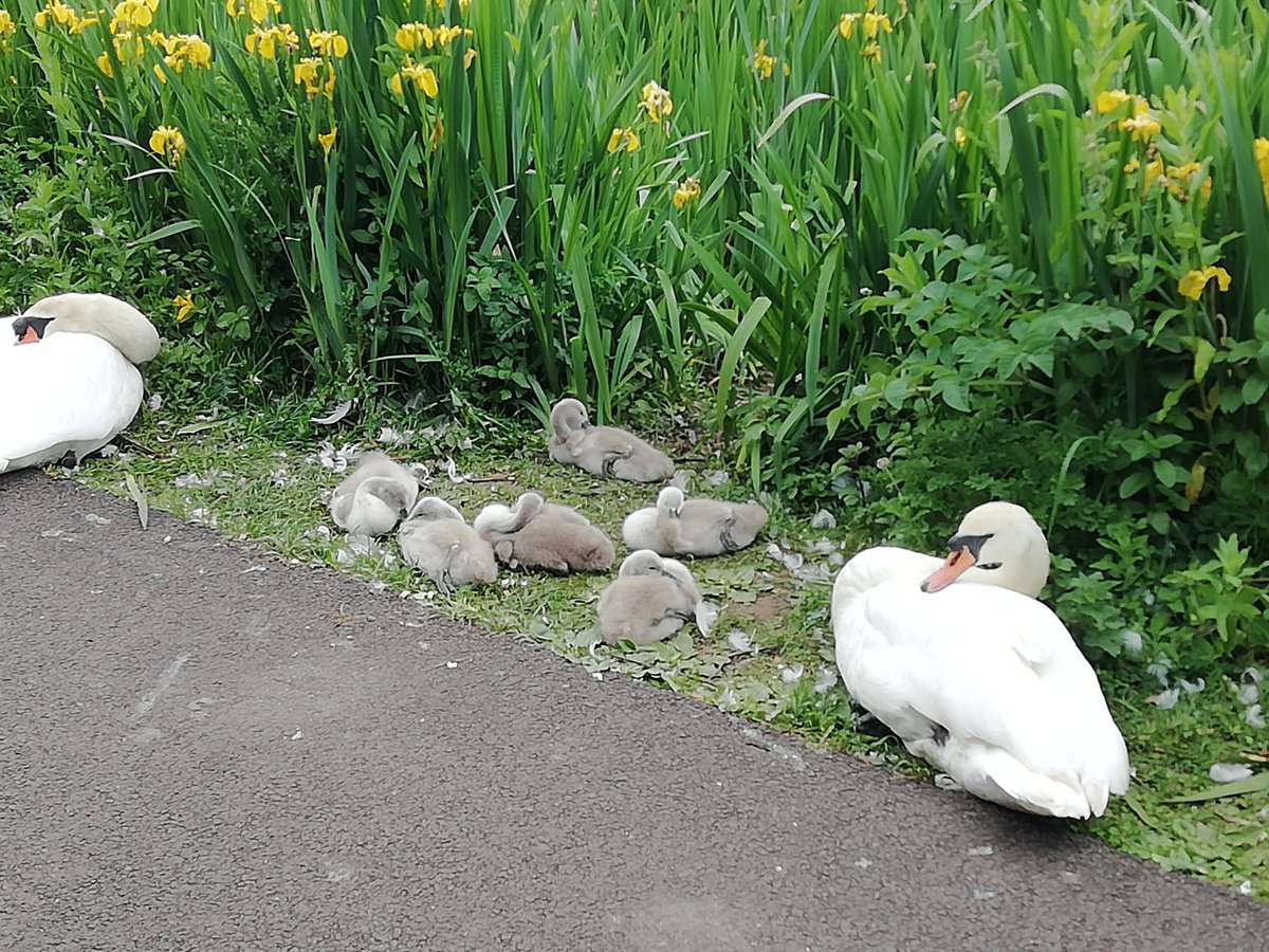 The sygnets are out in force by the duck pond next to Gartnavel Hospital.