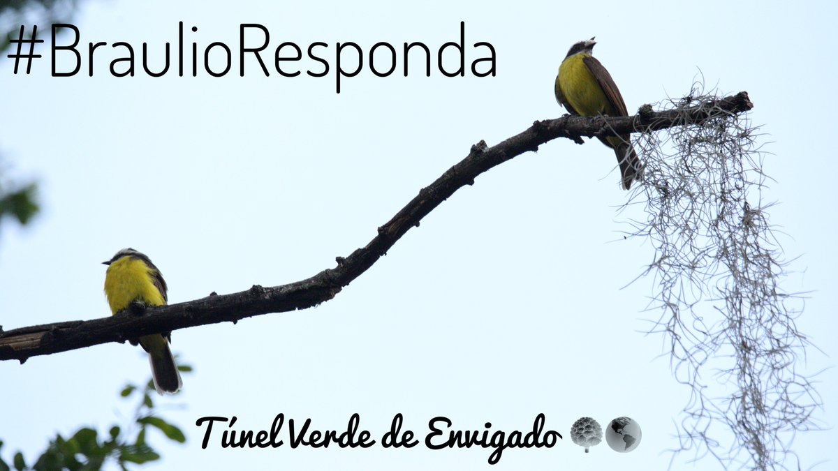 LaCiudadVerde's tweet photo. #BraulioResponda Una sociedad funciona mejor cuando hay diálogo y conversación🤝🙂 @braulioEMarquez y la @AlcaldiaEnv ignoran a la ciudadanía que busca hablar sobre el #TúnelVerde🌳 Ese silencio pasa por encima del @MinAmbienteCo y la @PGN_COL. ¿Quién ayuda?🙏@ricardolozanop https://t.co/YXM70hr8ZE