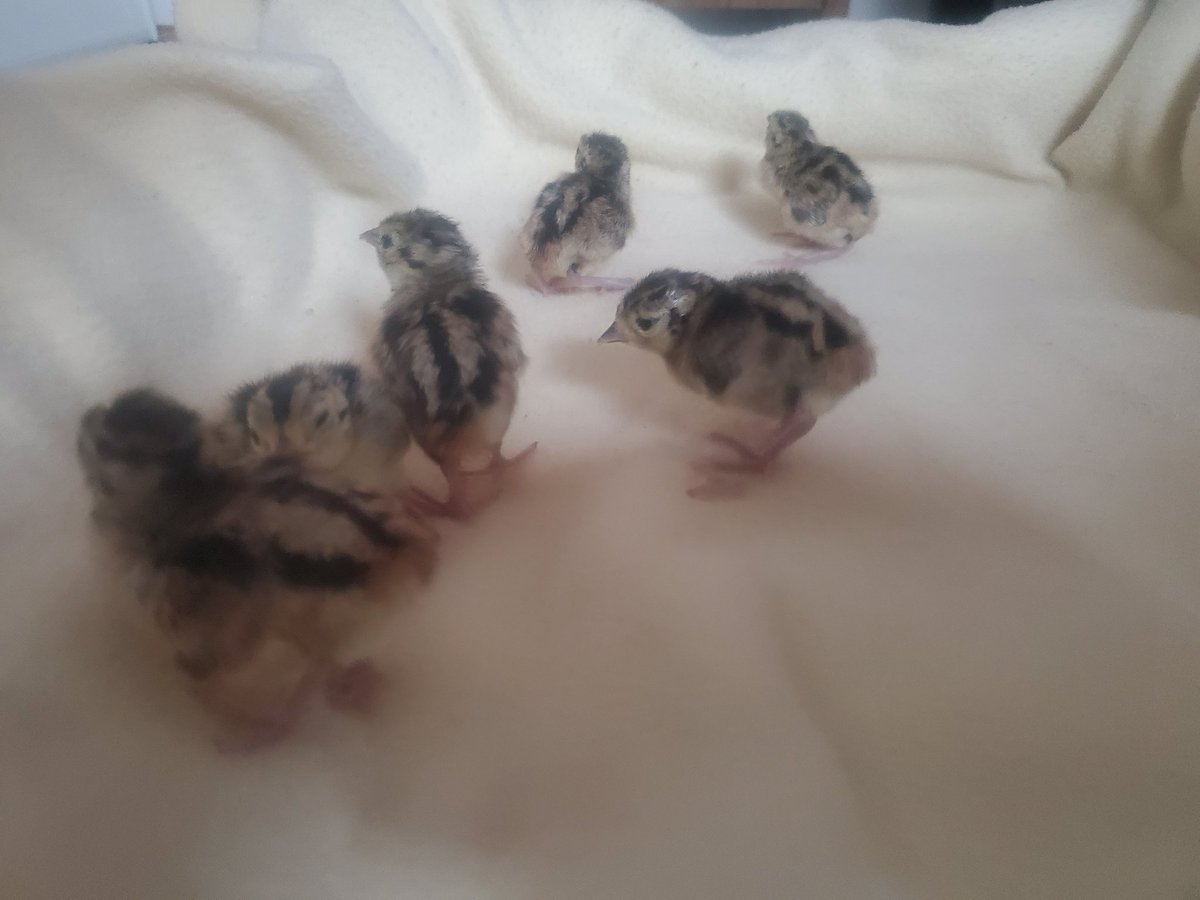 fsjrancherswife's tweet photo. Hatched 6 ringneck pheasants for a friend. Smallest, fastest, most skiddish birds I've ever hatched 🤣🐣
#Hatching2020 #birds #Pheasants #RanchersWife https://t.co/Q811DhXHSE