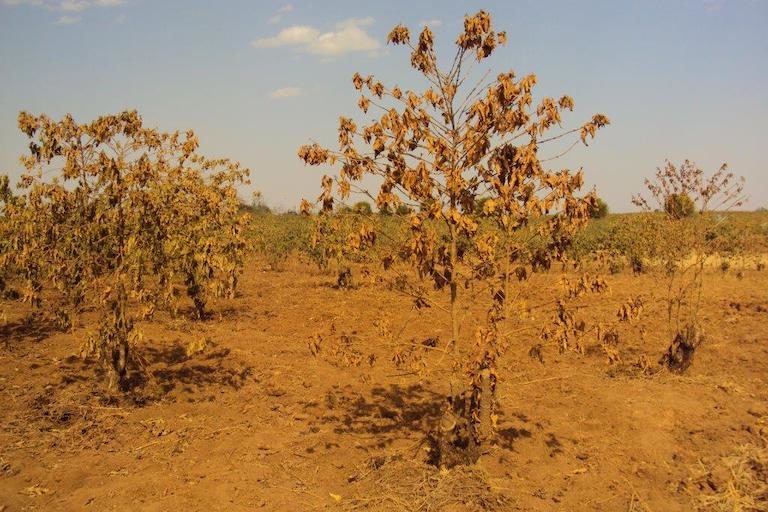 Mongabay tweet media