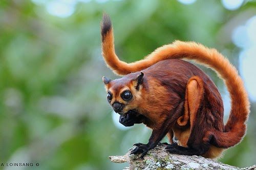 Uddrag vejspærring Udover Weird Animals on Twitter: "The red giant flying squirrel grows to 42  centimetres &amp; is native to southern Asia, China &amp; Southeast Asia.  https://t.co/U6TWX4sMkn" / Twitter