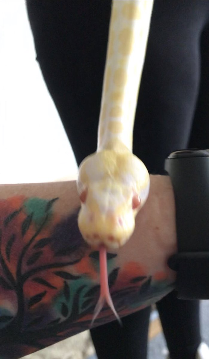 PainAndMe40's tweet image. Gemini trying to get me to love him 🐍 #AlbinoRoyalPython