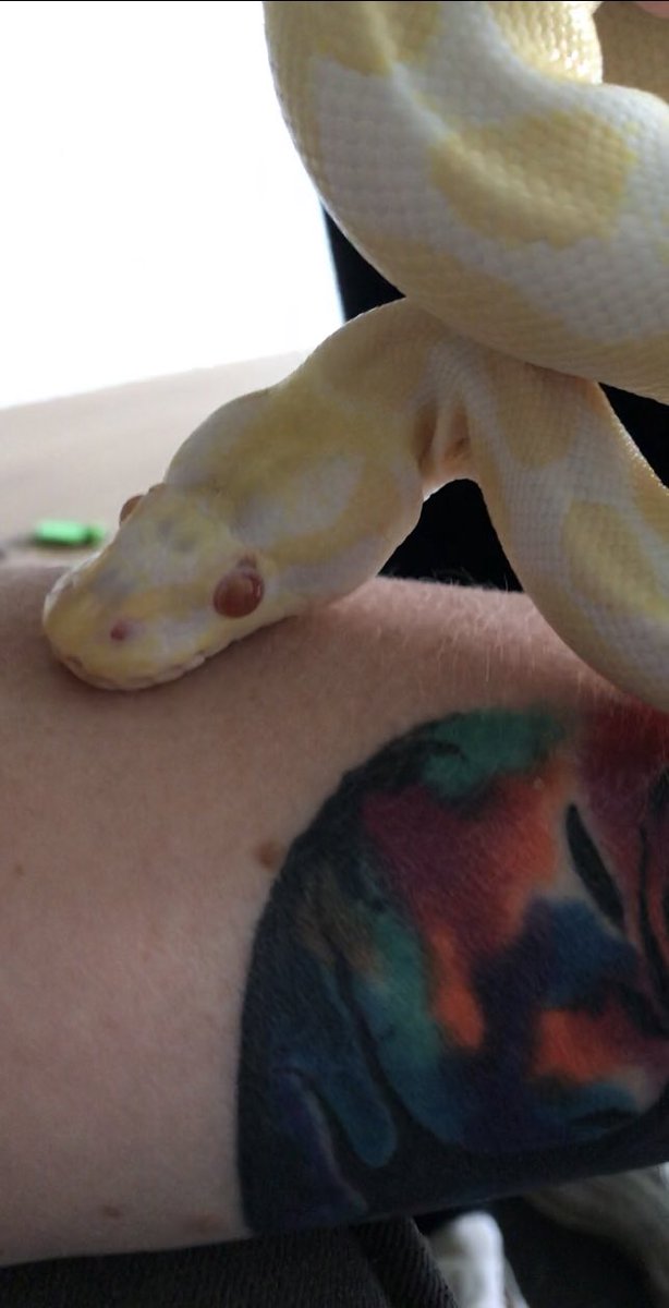 PainAndMe40's tweet image. Gemini trying to get me to love him 🐍 #AlbinoRoyalPython