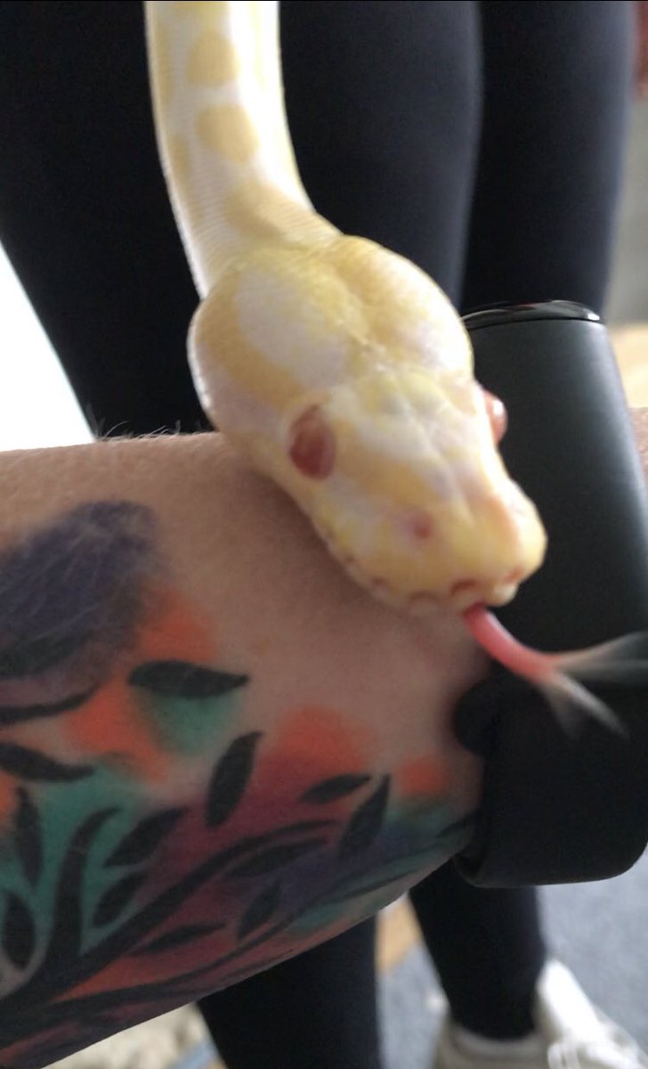 PainAndMe40's tweet image. Gemini trying to get me to love him 🐍 #AlbinoRoyalPython