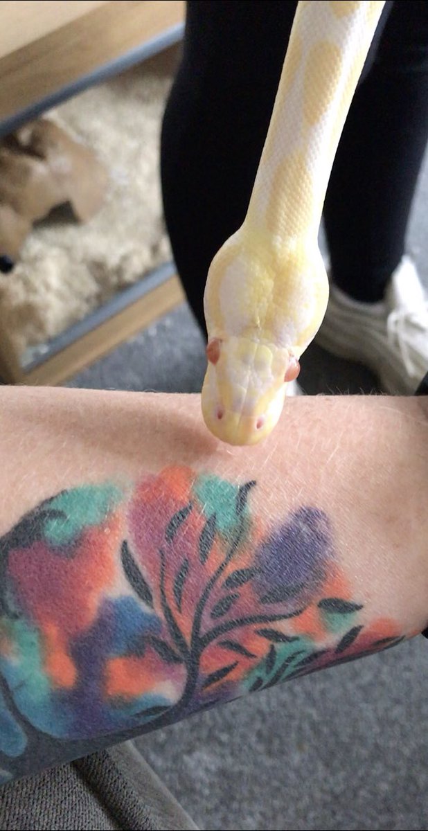 PainAndMe40's tweet image. Gemini trying to get me to love him 🐍 #AlbinoRoyalPython