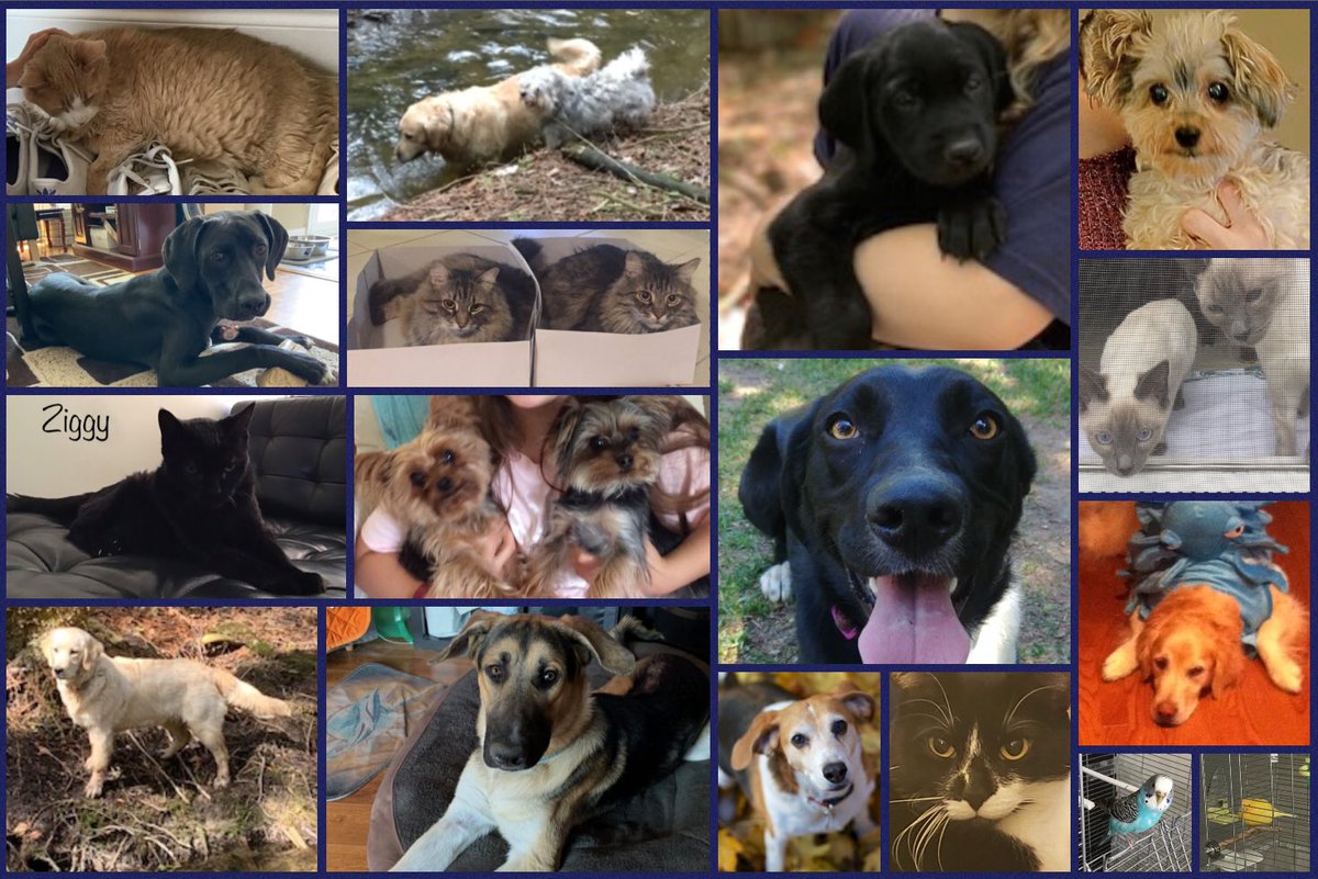 MrsBraysClass's tweet photo. Taking care of a pet is an activity that uses every one of the six learning skills in such a rewarding way. This week the class used adjectives and adverbs to write about their pets. Here are the pets that are loved by the members of 2A! @EMPSEagles @PeelSchools @MrGardnerTech https://t.co/t7kb5472H5