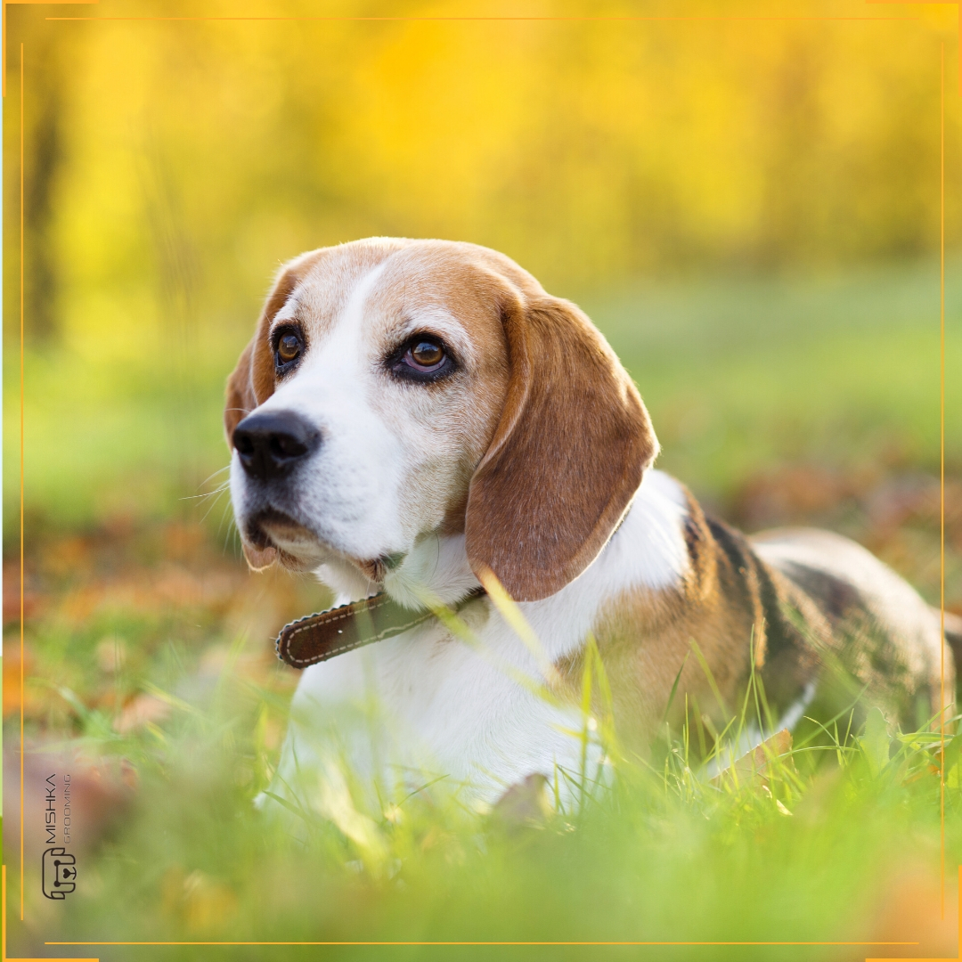 mishkagrooming's tweet photo. โYou think #dogs will not be in #heaven ? I tell you, they will be there long before any of us.โ ๐ถ๐๐พ
.
Robert Louis Stevenson
.
#mishkagrooming #doggies #pets #humansbestfriend #mishka #dogsgrooming #dogshairstyle #dogsoflondon #dogsstyle #london #dogsoflondon #dogsofinstagram https://t.co/KpWSxVxWRb