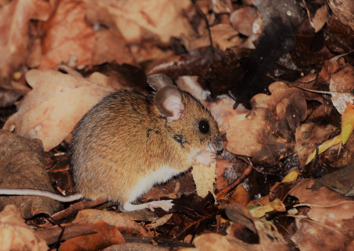 emmatinniswood's tweet photo. My little boy &amp; I sat for a long time today trying to get a good #photo of this little #mouse. But he plucked up the courage to come close &amp; eat the bread  #weekend #wildlife #hamptoncourt @HamptHillAssoc @HamptonMiddx @HamptonPN @LoveHamptonHill @WildlifeMag @BBCCountryfile https://t.co/h7QIgpAwme