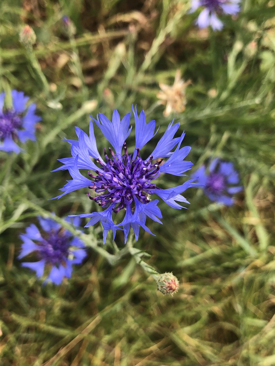 My favourite bit of my local West London park #wildflowerhour