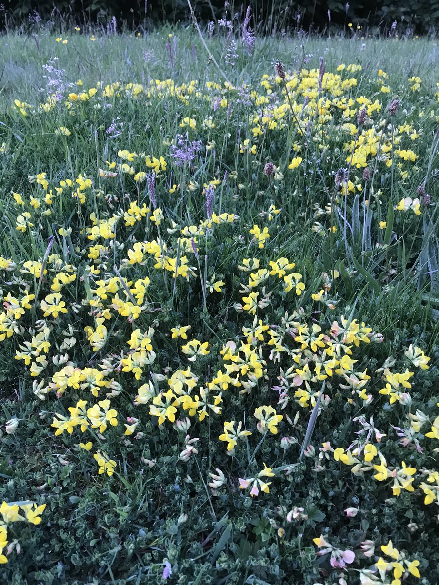 IoloWilliams2's tweet photo. No mow May followed by can’t be bothered June and I’ve got a lovely patch of bird’s foot trefoil on the lawn. Great for butterflies, great for bees and great for my mental health. https://t.co/161XLS8GUU