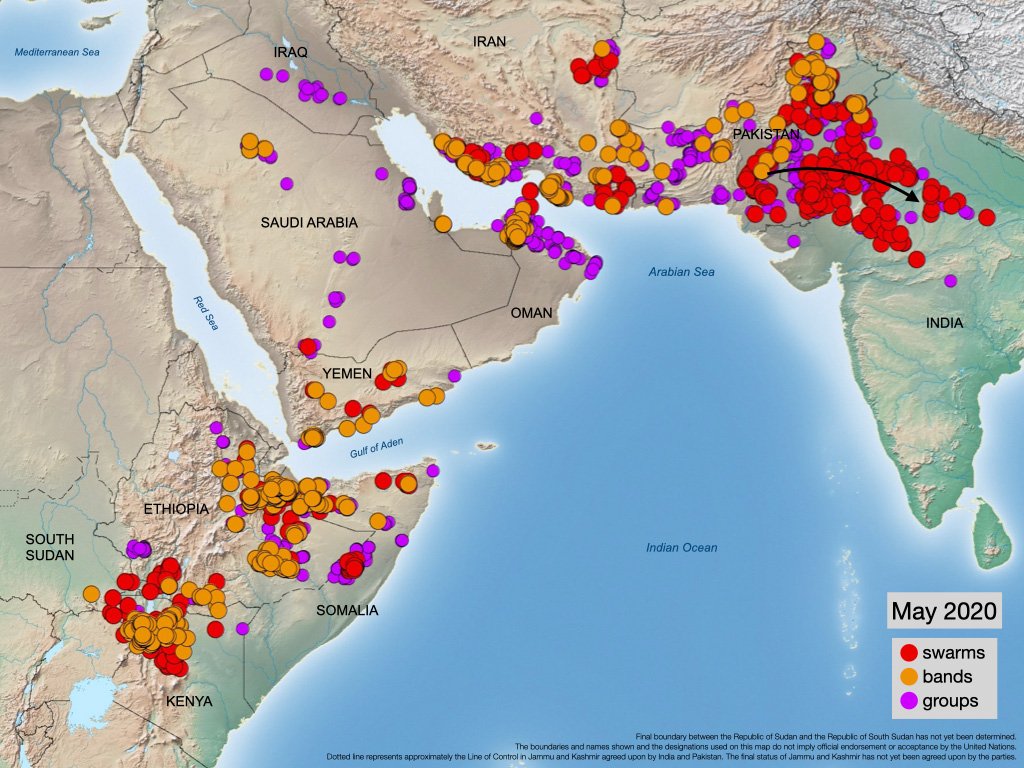  #LocustUpdate Control operations continue in spring breeding areas of Iran & Pak (Balochistan is a concern)Luckily, for Pak, early migration of spring-bred swarms from Pak to Rajasthan occurred in May.Some swarms continued to north Indian states (first time since 1962).