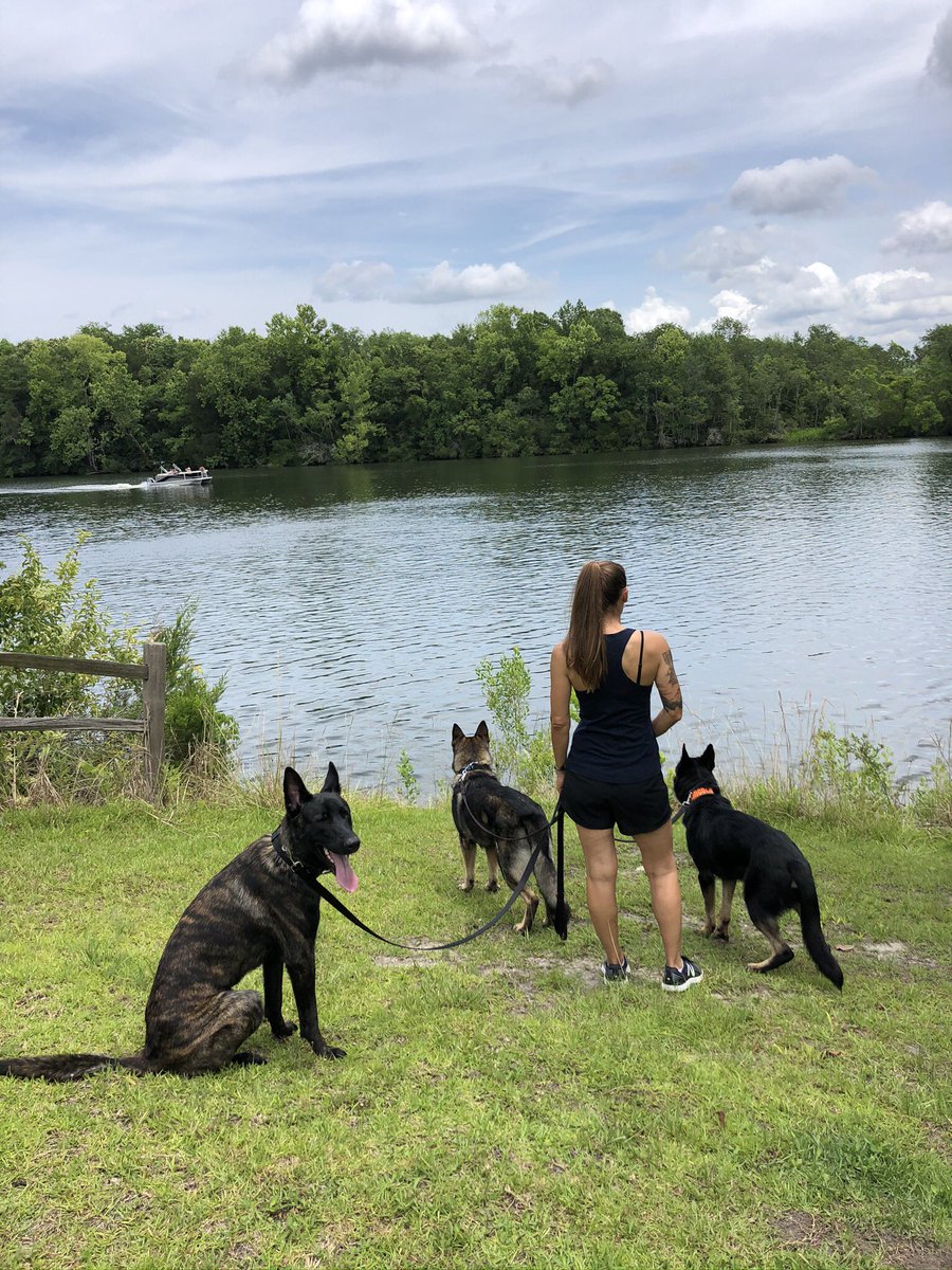 K9Apart's tweet photo. “Back to Back World War Champs,” in case you needed a reminder! #gsd #k9 #workingdog #dutchshepard #backtoback #worldwarchamps #k9apart https://t.co/qB1DHYcO1S