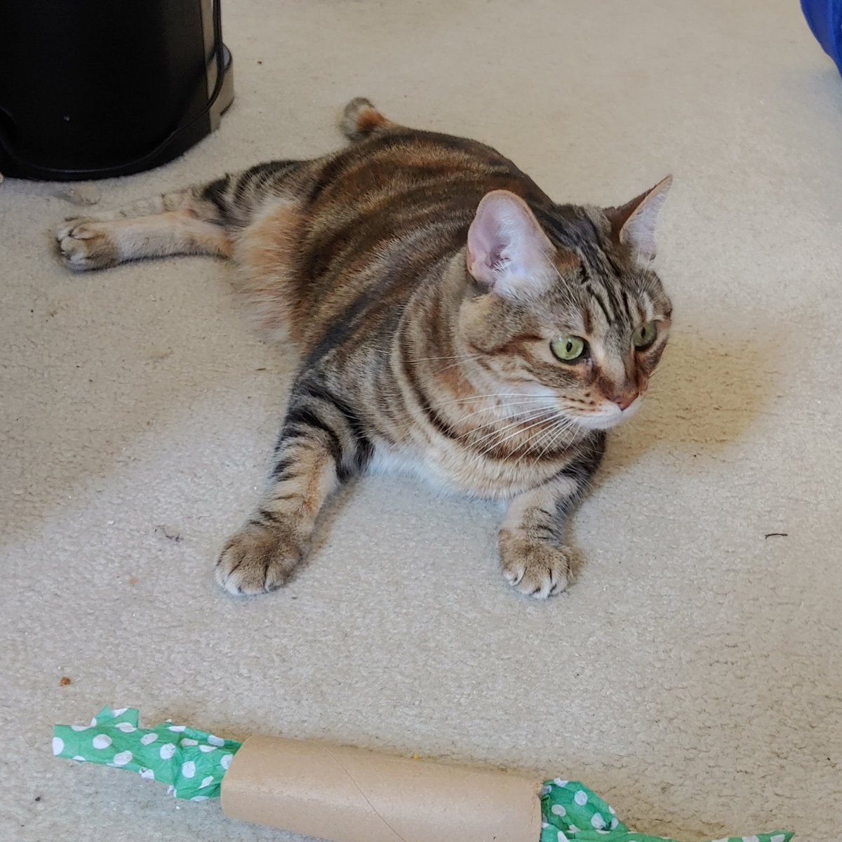 LorLamm_LorLamm's tweet photo. Playtime!! #sadkitty #playtimekitty #catlover #catsotwitter #catkid #crazycatlady #cats #catloversclub #catlovers #bengalmix #bengalkitty #bengalcat #bengalsoftwitter #bengal #bengalcatsoftwitter #furbaby #fourleggedkid https://t.co/n8hn3limkX