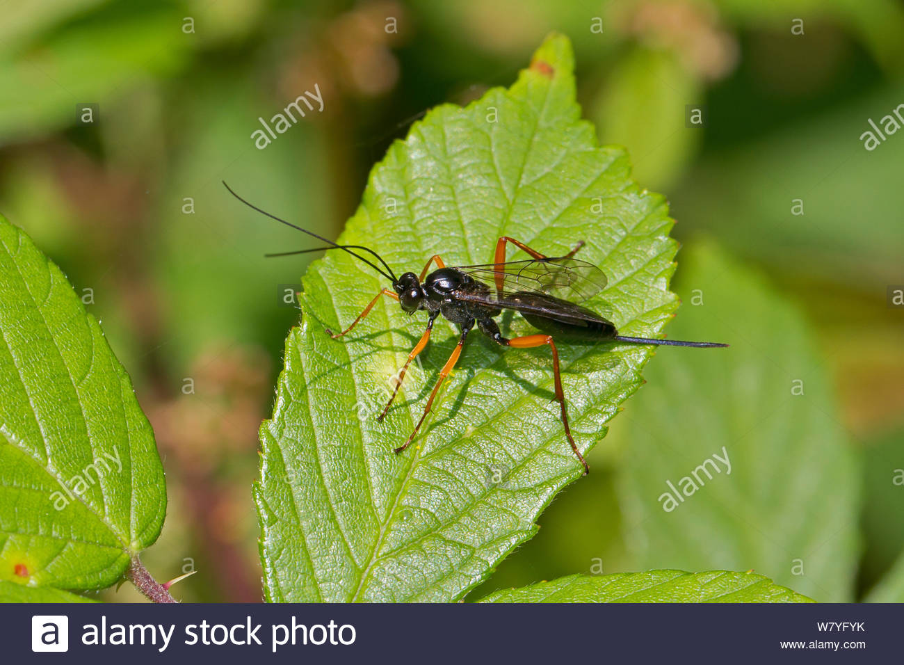 SEGAmastergirl 님의 트위터 "Apparently it’s a black slip wasp, aka pimpla