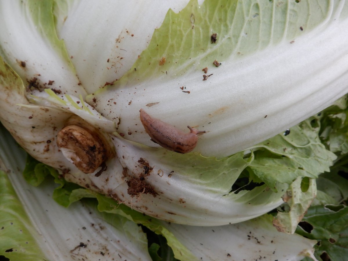 うさ 6 4 タイニーシュシュ はなめくじ一杯ついてます 外葉を1枚めくる度になめくじ一杯でげんなりぃ ミニ白菜は自宅庭でも育てているので 貸し農園は早めに撤収したいと思います おすそ分け用にいくつか収穫しました