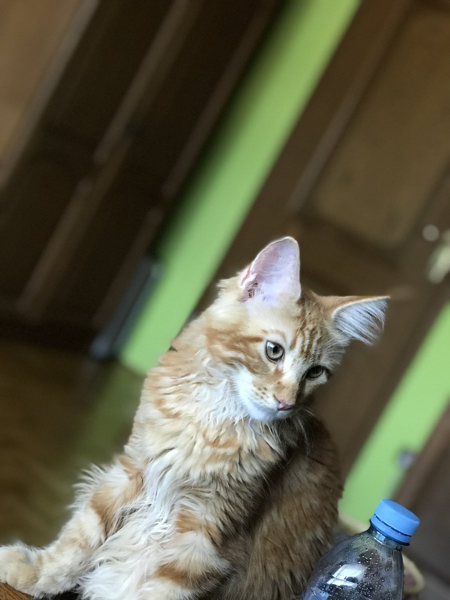 ModricPlayz 🅙 tweet media