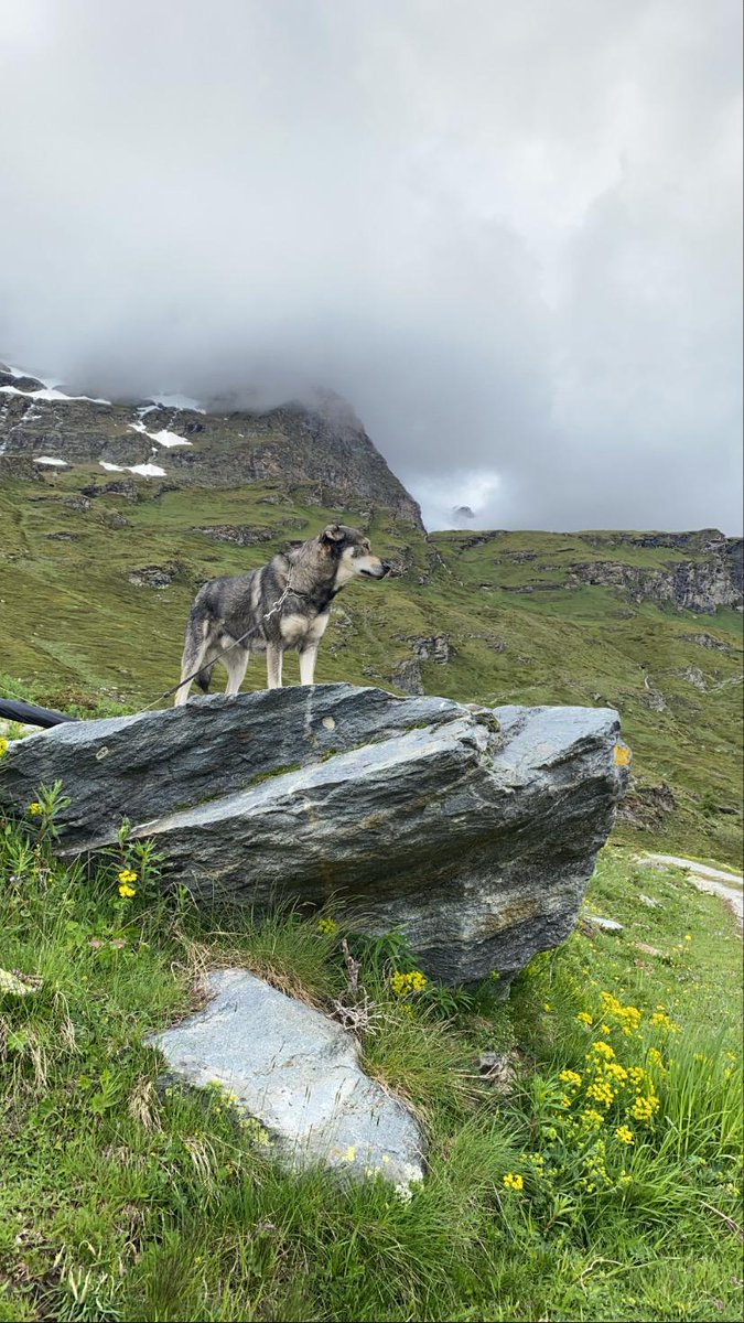 inizio del sentiero per il 'Bobba'

#breuil #Cervinia #valtournenche
#cervino  #canelupocecoslovacco #wolf #czwolfdog #puppy #dogsofinstagram #cane #cani #dogs