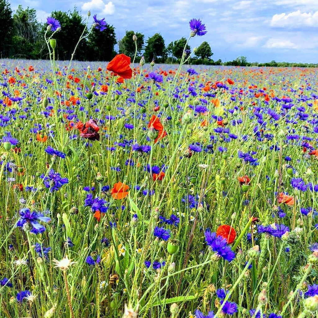 AlohaIndigoGirl's tweet photo. All the flowers of all the tomorrows are in the seed of today. 🌺🌸🌺 Credit to @globetrotter_22a for the beautiful pic. Thanks for letting me use it, hun. 🙏💗 #todayistomorrow #wisewords #future #flowers https://t.co/oyHAq3yCkI https://t.co/dm7EqCK6Fp