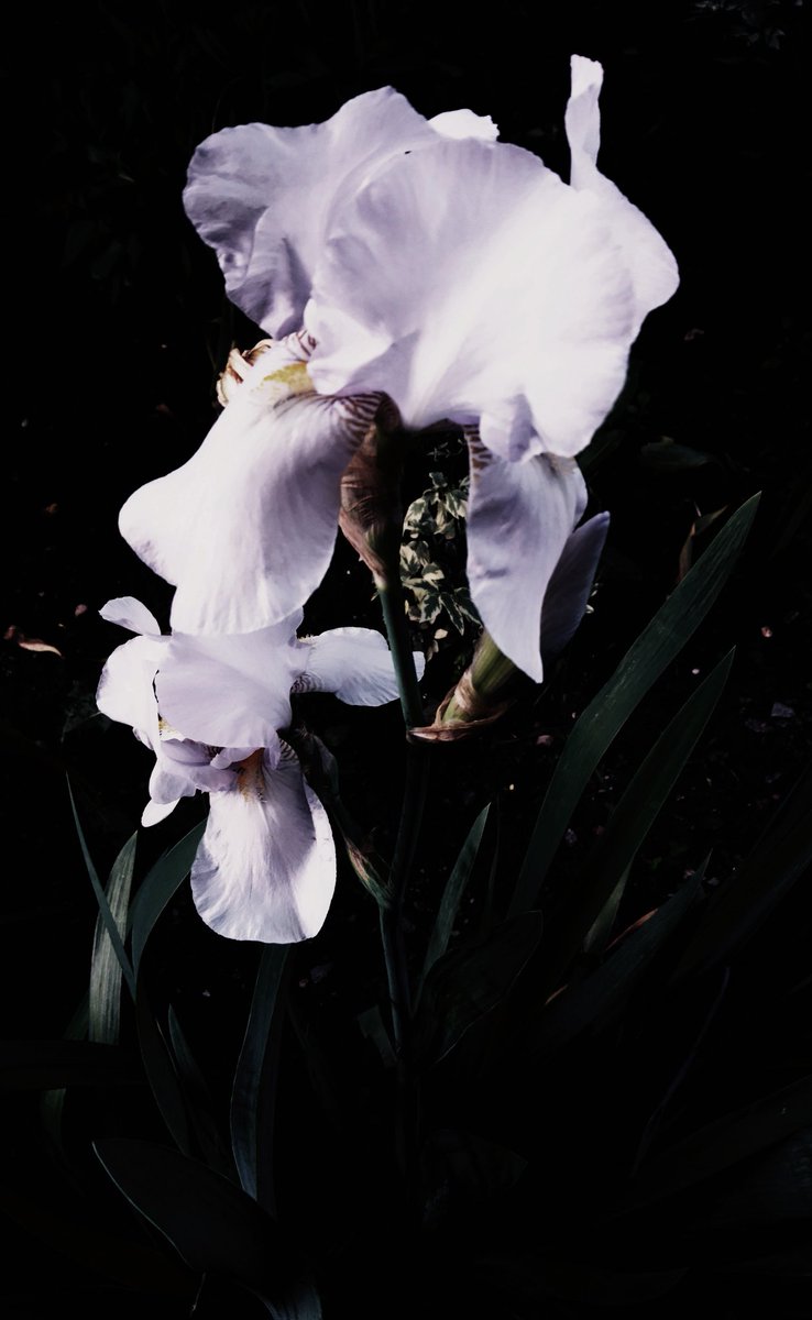 Flowers for you #photography <a href="/AmmerMary/">Ammer</a>