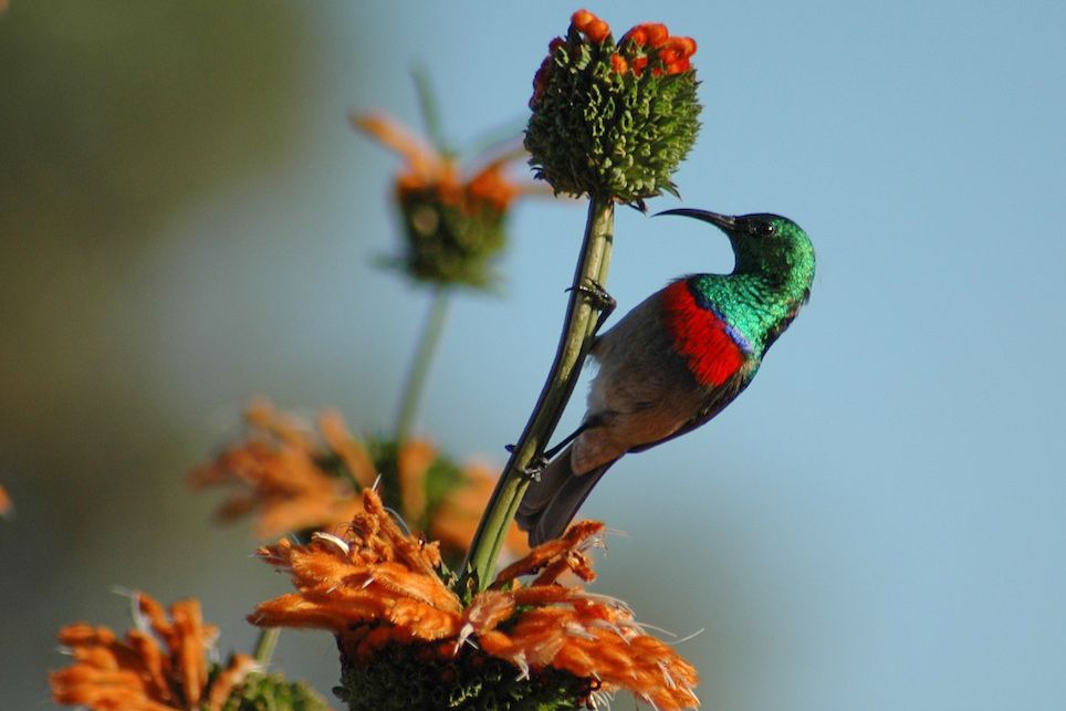 Grootbos's tweet photo. A Double Collared Sunbird, bejeweled with an iridescent feather collar, enjoying the sweet nectar of ‘Leonotis leonorus’ - Lion’s mane. During the winter months the lion’s mane flower is one of the main food sources for sunbirds.
#InspireTheFuture #NatureNeverStops #GrootbosMagic https://t.co/zOUvhV03JH