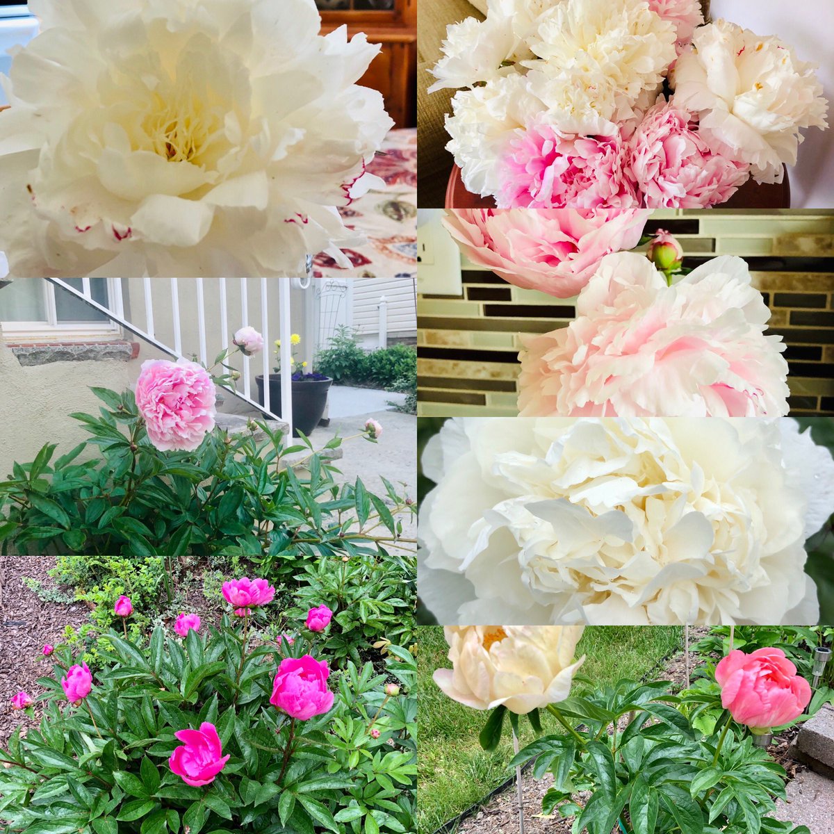 MaryFrancesH's tweet photo. Peony Season how lovely grows our garden! #Spring #Peonies https://t.co/8LMUEETmUU