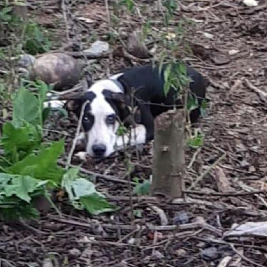 Este era Manchita, cruelmente asesinado a machetazos en La Arena de Chitré.
El fiscal Patricio Pimentel es probable que libere al responsable de los hechos por no ser lo suficientemente grave.
Que más se necesita para que se aplique Ley 70 y 133
@pgn_panama
#PGNcomprometidaConti