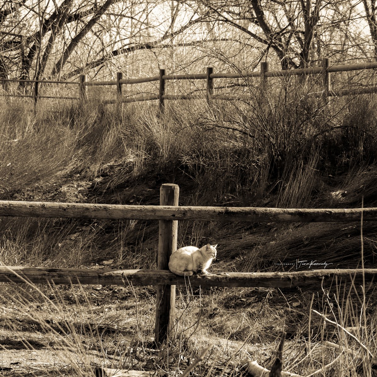ChaosPhotograp2's tweet photo. Kitty pose ~ Boise, Idaho
#chaosphotographyidaho #kitty #fence #thisisidao #idahophotographer #boise #kittyonfence #sepiatone #NaturePhotography  #phototherapy #photographyislife #afternoonwalks https://t.co/8bb0knJVFk