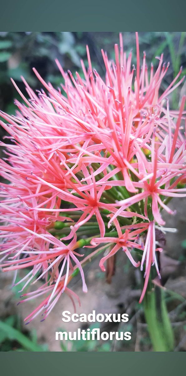 A plant called Scadoxus Multiflorus
