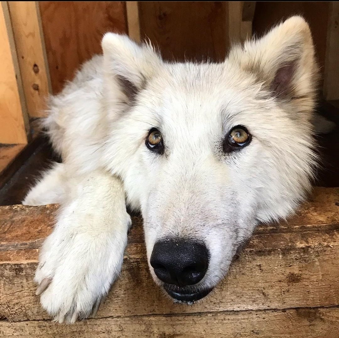 eden_connors_'s tweet photo. My other big baby ♥️ #wolveslife https://t.co/6mhd094Pxs