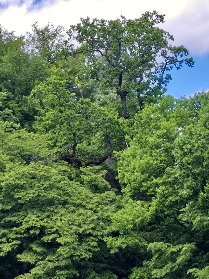 Ewelina Kroll (@ewelinakroll) on Twitter photo 