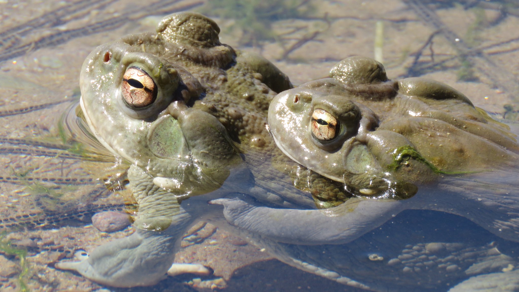 Michael Bogan on Twitter "ryan_hickok Usually it takes some patience