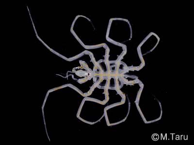 Nymphonella tapetis.This Japanese species has caused problems for clam farming, as the larvae (sea spider larvae 3rd pic) invade and parasitise commercially important species, feeding on them and reducing their fitness. They can remain within the clam all the way into adulthood.