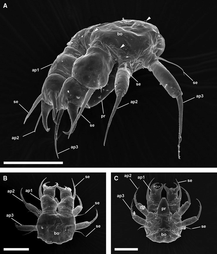 Nymphonella tapetis.This Japanese species has caused problems for clam farming, as the larvae (sea spider larvae 3rd pic) invade and parasitise commercially important species, feeding on them and reducing their fitness. They can remain within the clam all the way into adulthood.