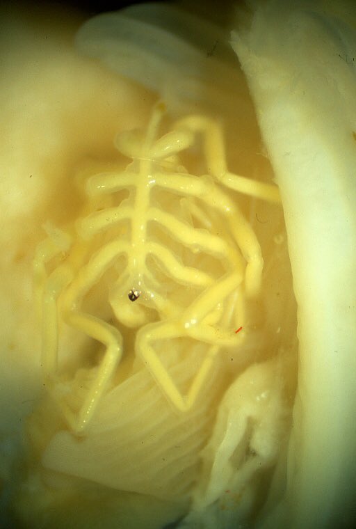 Nymphonella tapetis.This Japanese species has caused problems for clam farming, as the larvae (sea spider larvae 3rd pic) invade and parasitise commercially important species, feeding on them and reducing their fitness. They can remain within the clam all the way into adulthood.