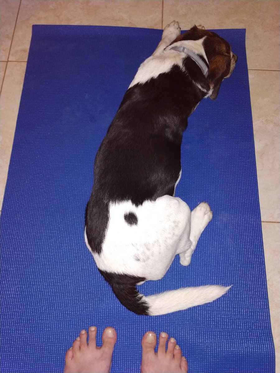 Lostin_TV_land's tweet photo. δεν εχει yoga για την μανουλα μου ηρθε μια νυστα #dogparentproblems #yoga https://t.co/2A8LPDBROi