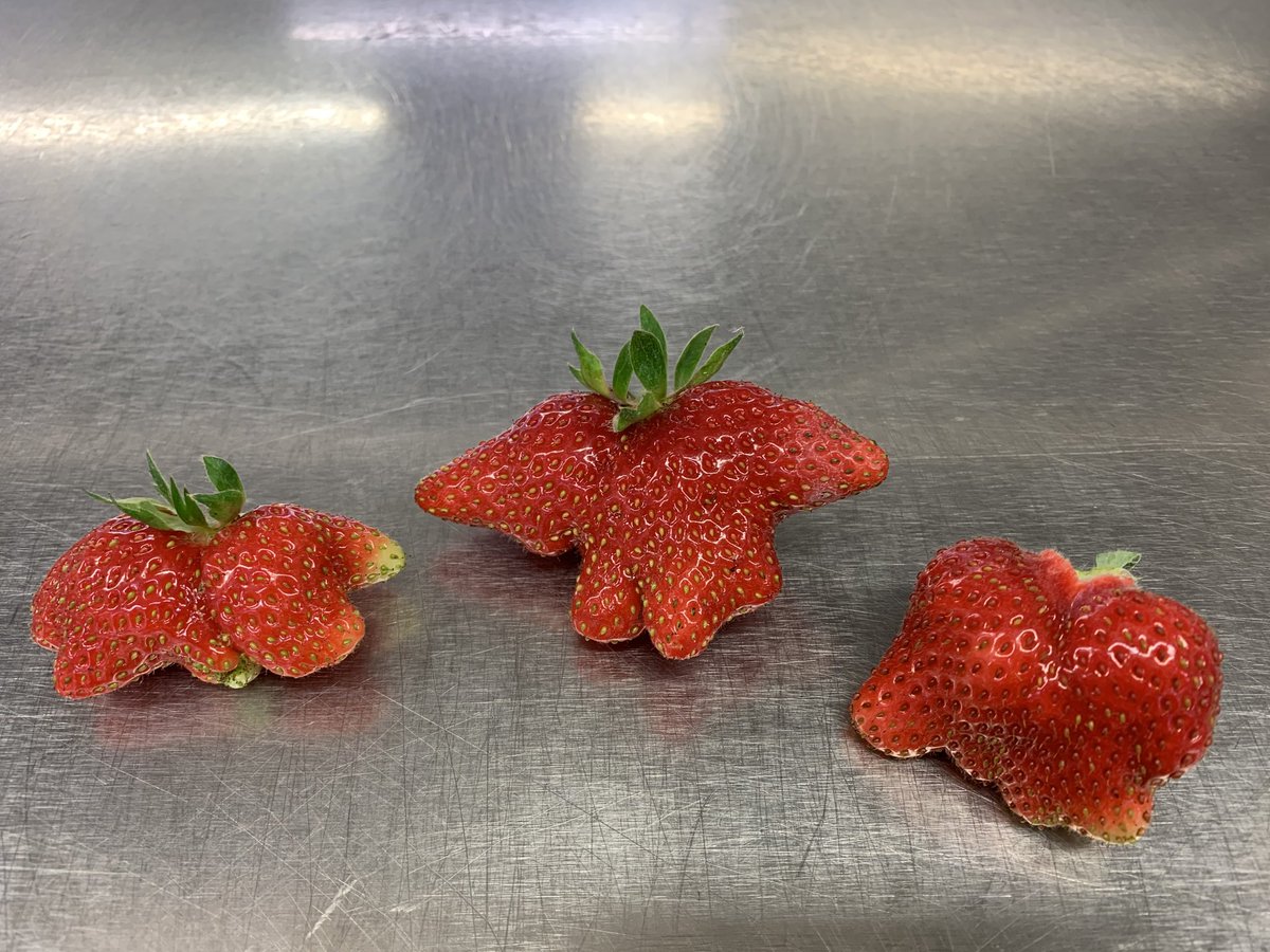 Three weird but wonderful strawberries picked on Friday in Our Secret Garden ⁦<a href="/charltonmanor/">Charlton Manor Sch</a>⁩