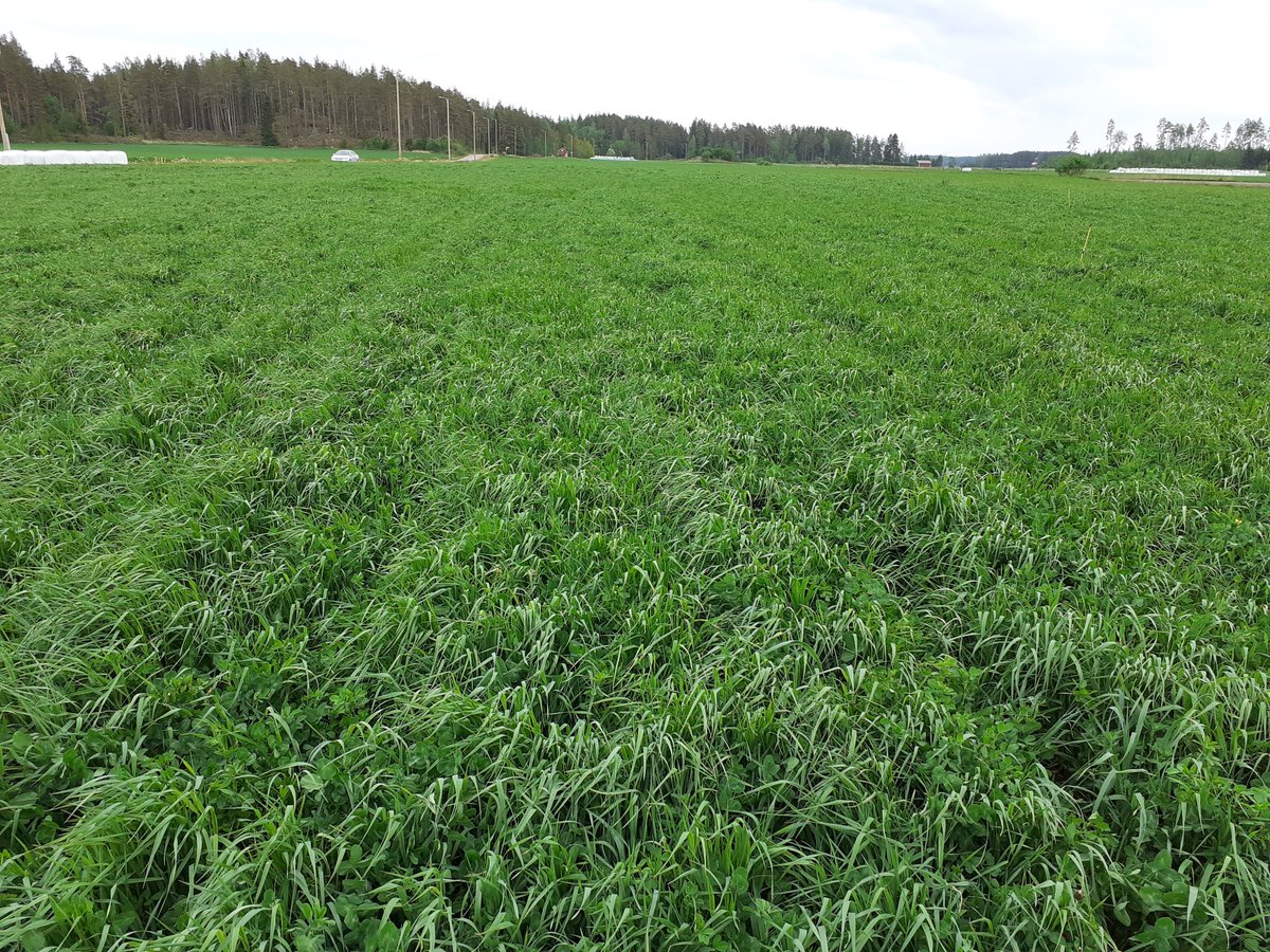 EllaAnu's tweet photo. This first years grass has been growing +300 kg DM/ha/day for the last 12 days in dry clay soil. +6000kg DM/ha now and still a few days to go. #powerofgrass #timothy #lucern #Karlu #tallfescue #mygrass #6species https://t.co/52yfFmc37u